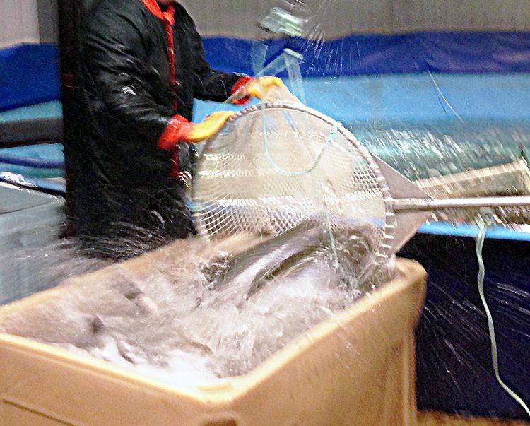 Columbia Overhead Hoist Assists In Salmon Egg Harvesting Allied Power